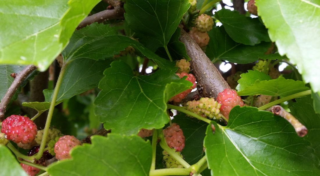 Ein Maulbeerbaum stand in Shakespears Garten © Gartenradio.fm