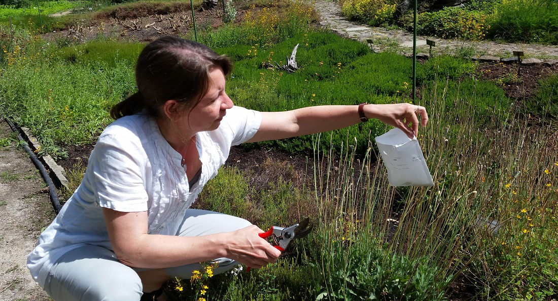 Birgit Nordt beim Sammeln von Saatgut © GartenRadio.fm