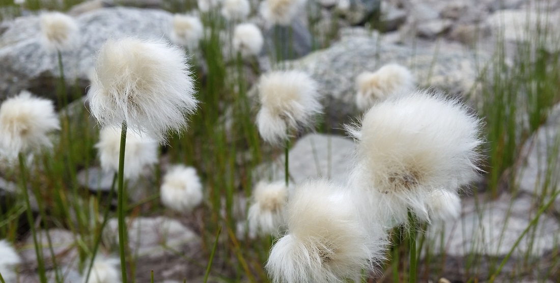 Wollgras nutzt den Wind, um seine Samen zu verbreiten © GartenRadio.fm