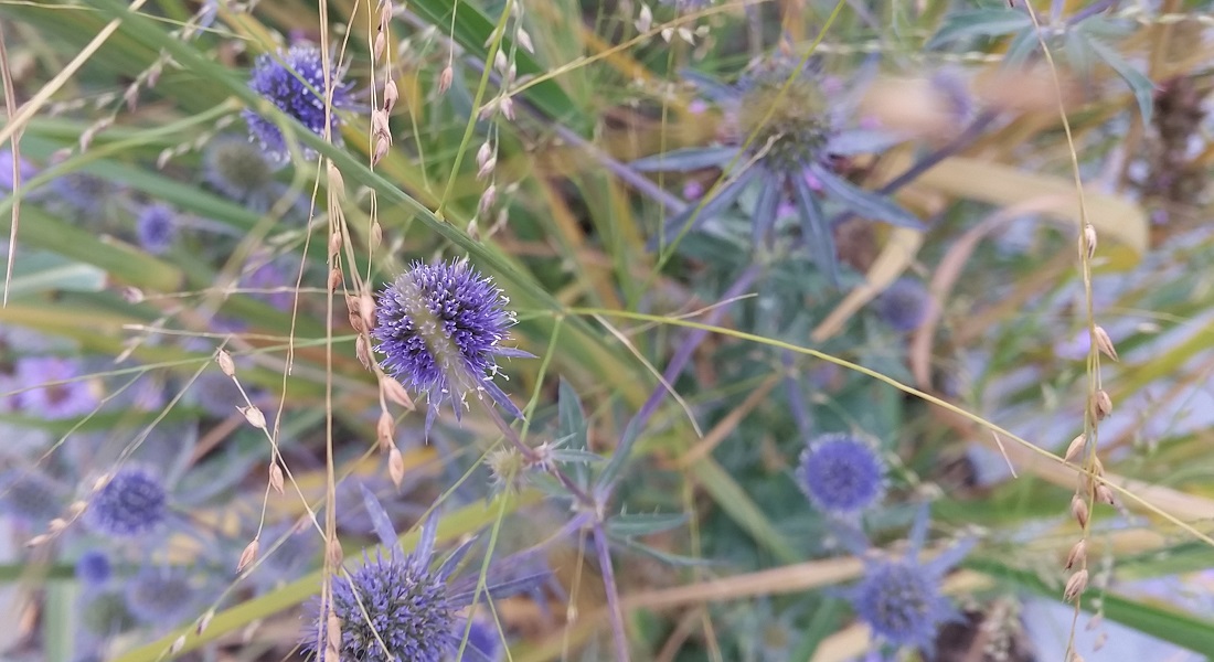 Auch der November kann noch bunt sein © Gartenradio.fm