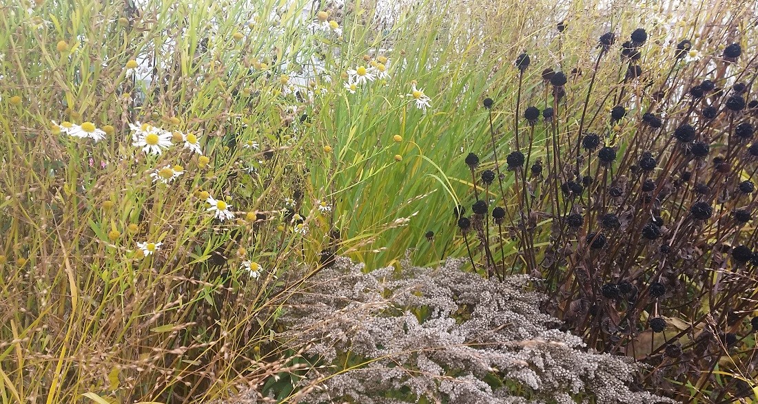 Stauden und Gräser kann man bis Januar/Februar stehen lassen © Gartenradio.fm