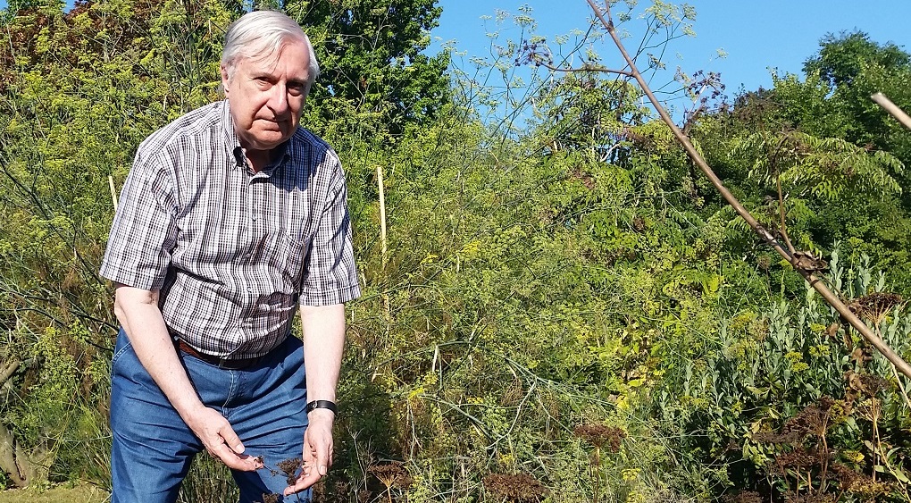 Zisterzienserpater und Biologe Dr. Hermann Josef Roth mit Wiesenkümmel © Gartenradio.fm 