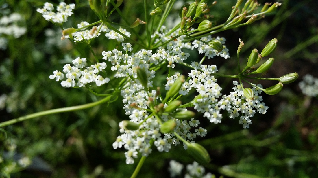 Der echte Wiesenkümmel ist ein Doldenblütler © Gartenradio.fm