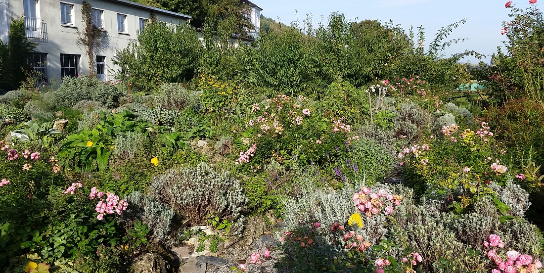 Üppiges Grün im Klostergarten Oberzell © Gartenradio.fm