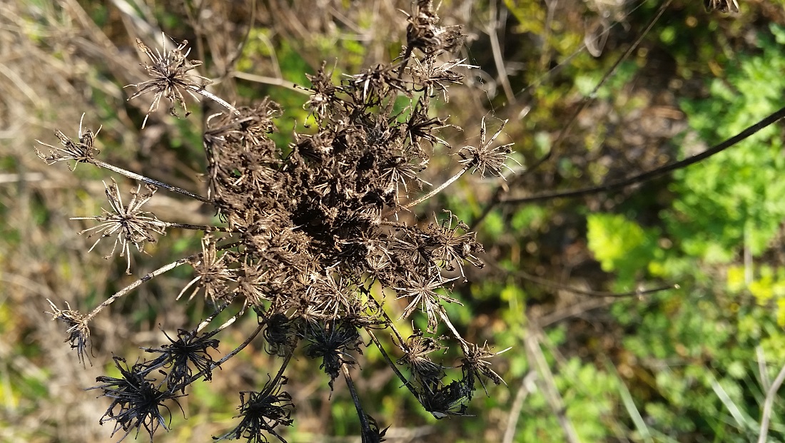 Ausgereifte Früchte des Wiesenkümmels (Carvum carvi) © Gartenradio.fm