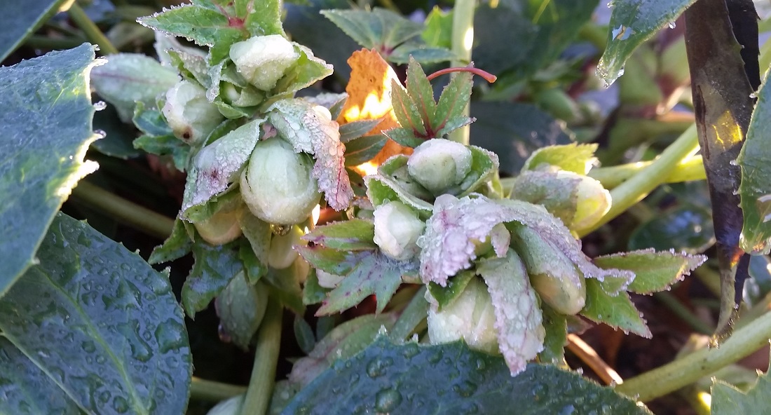 Die zarten Blüten machen die Christrosen für Viele zum schönsten Winterblüher© GartenRadio.fm