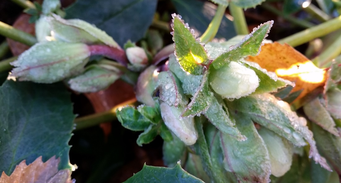 Frost kann den robusten Helleborus nichts anhaben © Gartenradio.fm