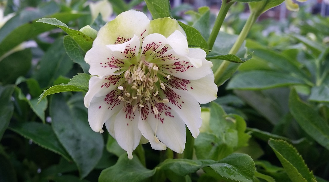 Helleborus orientalis © Gartenradio.fm