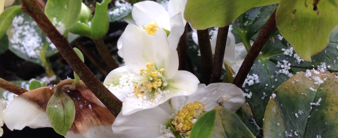 Die Blüte sieht zart aus, kann aber einiges aushalten © Gartenradio.fm