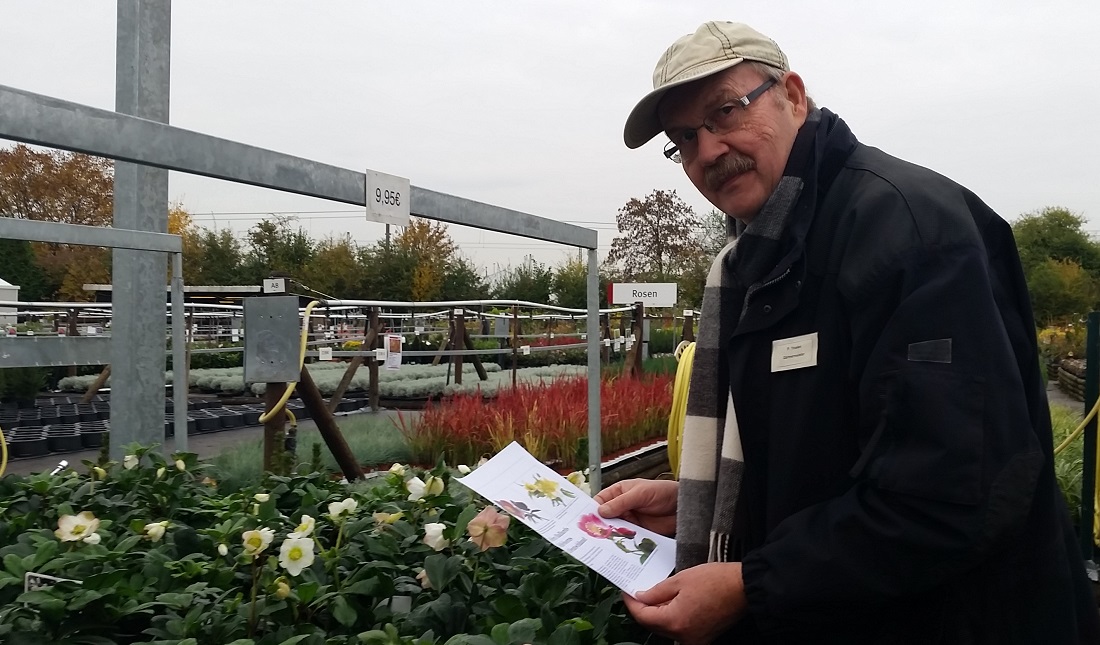 Gärtnermeister Peter Thielen studiert Christrosen in jeder Form © Gartenradio.fm