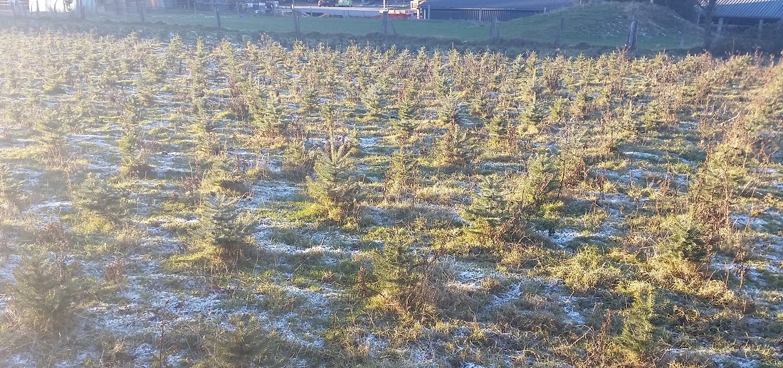 2 Jahre stehen die kleinen Blaufichten schon bei Stefan Lüdenbach © Gartenradio.fm