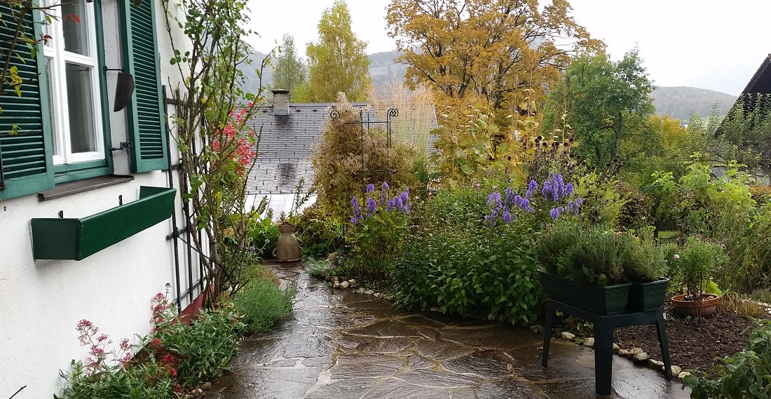 An der Terrasse blüht der Eisenhut © Gartenradio.fm