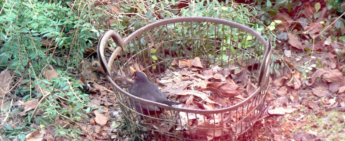 Sogar in einem Korb mit Fallobstresten fühlen sich Amseln wohl © Gartenradio.fm