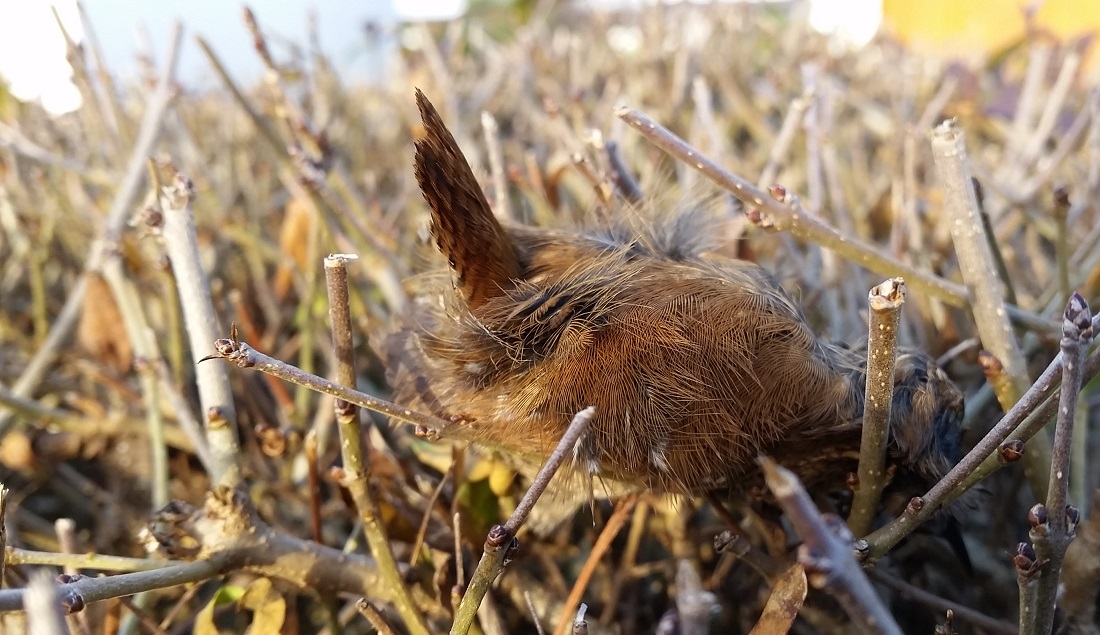 Der kleine Zaunkönig hat es diesen Winter nicht geschafft © Gartenradio.fm