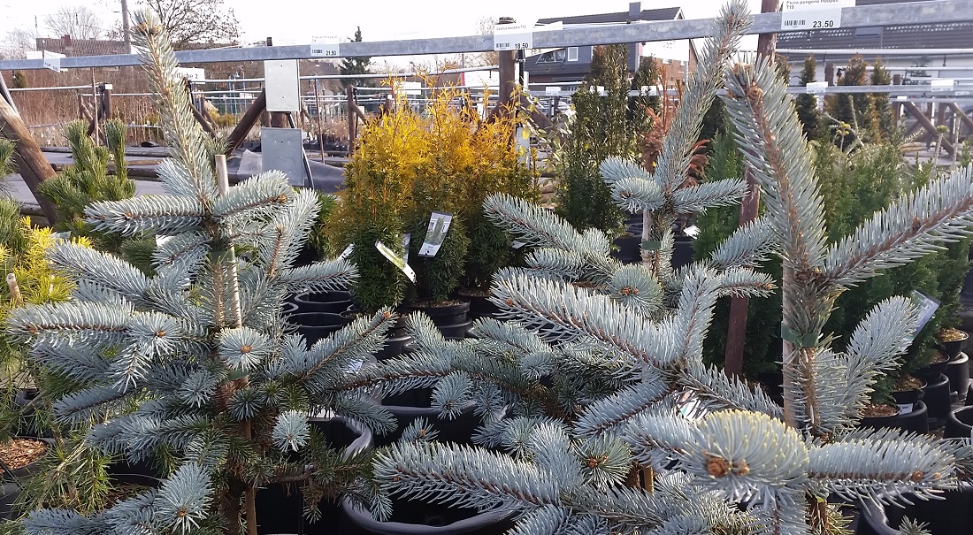 Die Blaufichte soll eines Tages ein stattlicher Weihnachtsbaum werden © Gartenradio.fm