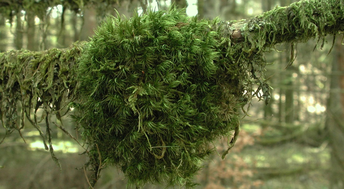 Moosball (Dicranum-scoparium) © Friederike Schaumann