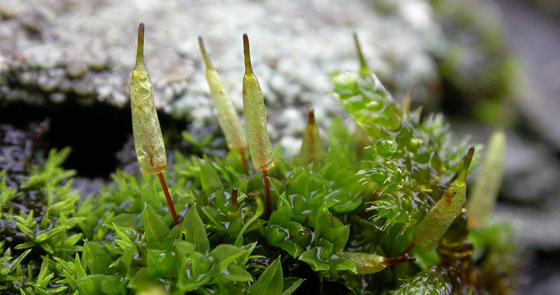 Gewöhnliches Glockenhutmoos (Encalypta Vulgaris ) © Friederike Schaumann