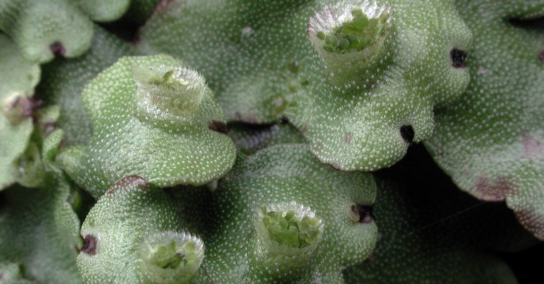 Marchantia Paleachea © Friederike Schaumann