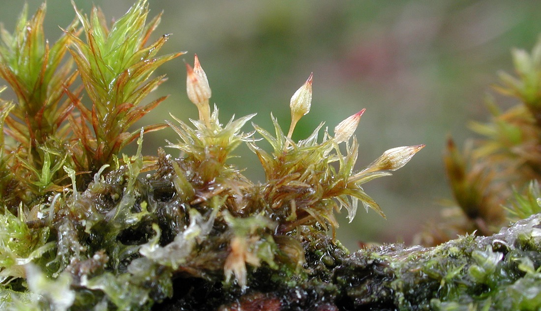 Hübsches Goldharrmoos (Orthotrichum-Pulchellum) © Friederike Schaumann