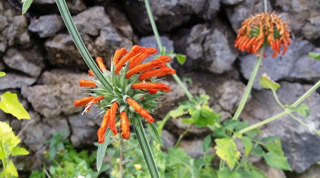 Der Löwenkopf würde sich auf deutschen Terrassen im Sommer gut machen, meint Heiko Bartsch © GartenRadio.fm