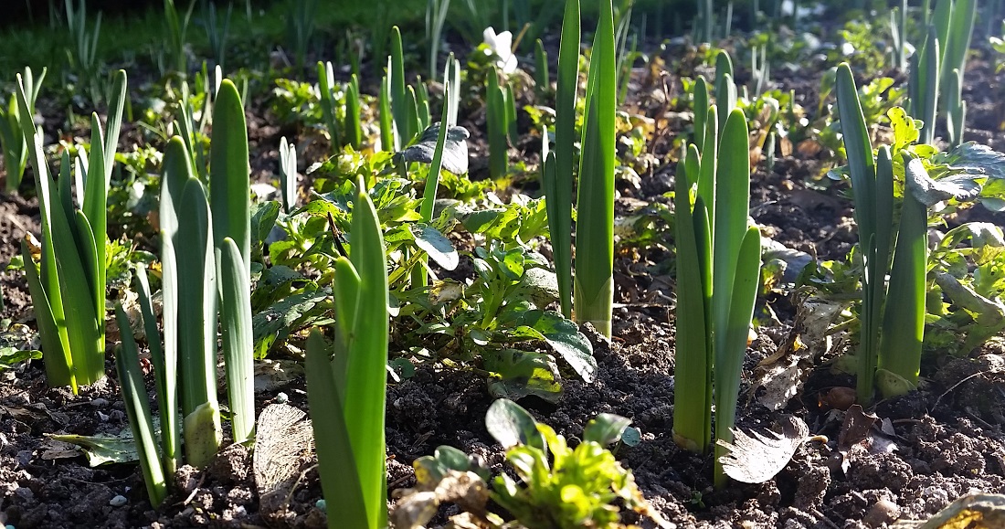 Zielstrebig bohren sie sich durch die Erde © GartenRadio.fm