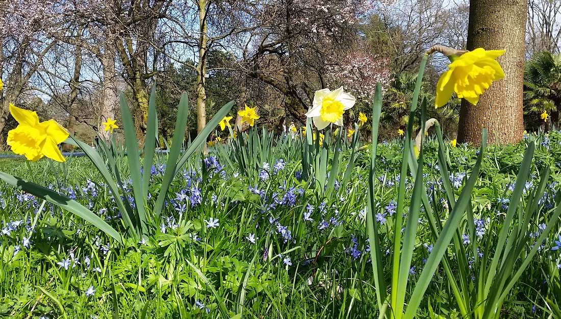 Eine Narzissenwiese ist "Romantik pur" © GartenRadio.fm