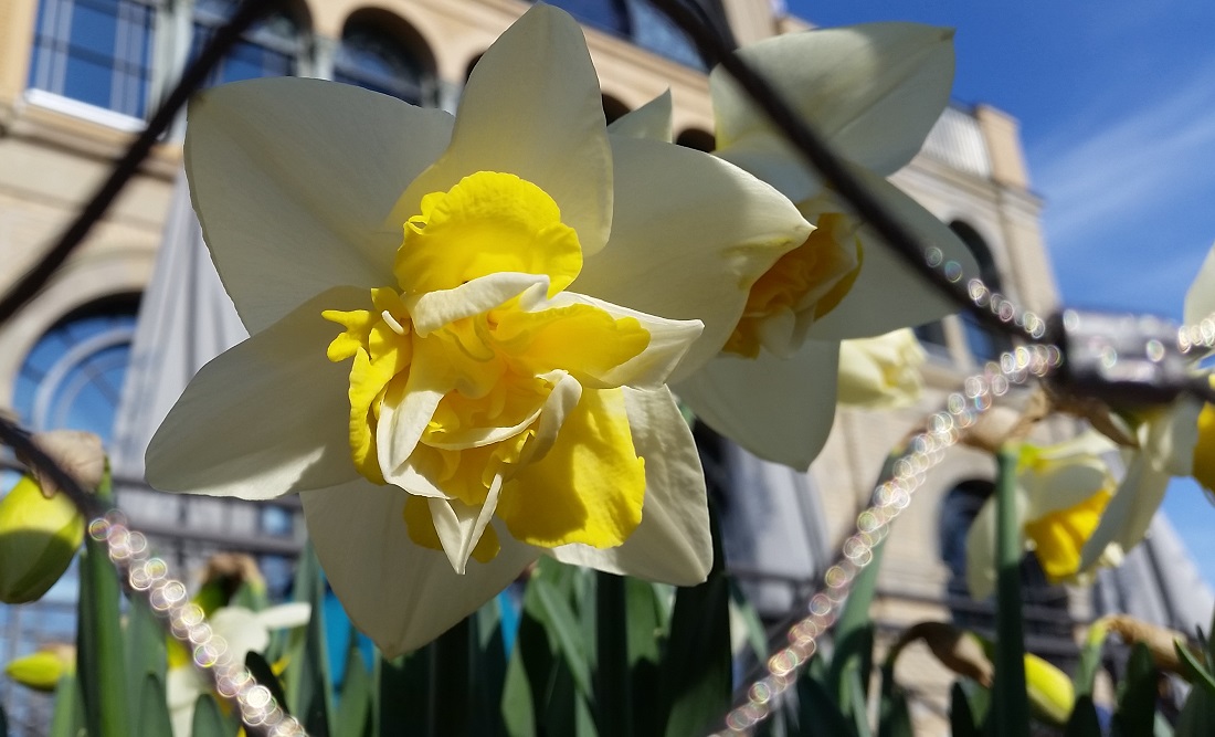 Fast aristokratisch wirkt die gefüllte Blüte © GartenRadio.fm