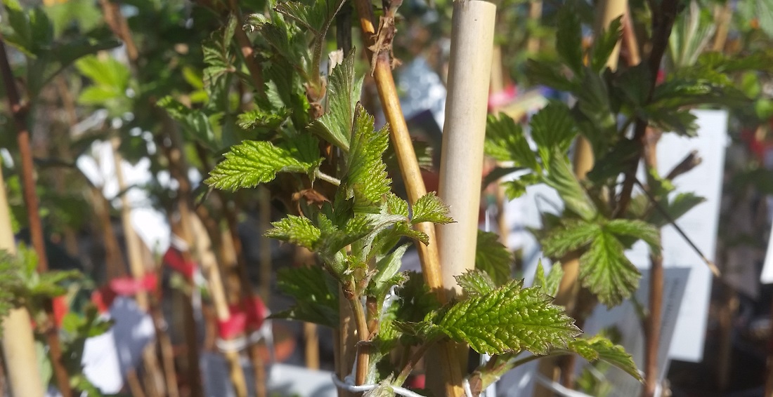 Himbeeren kann man gut im Zaum halten © GartenRadio.fm 