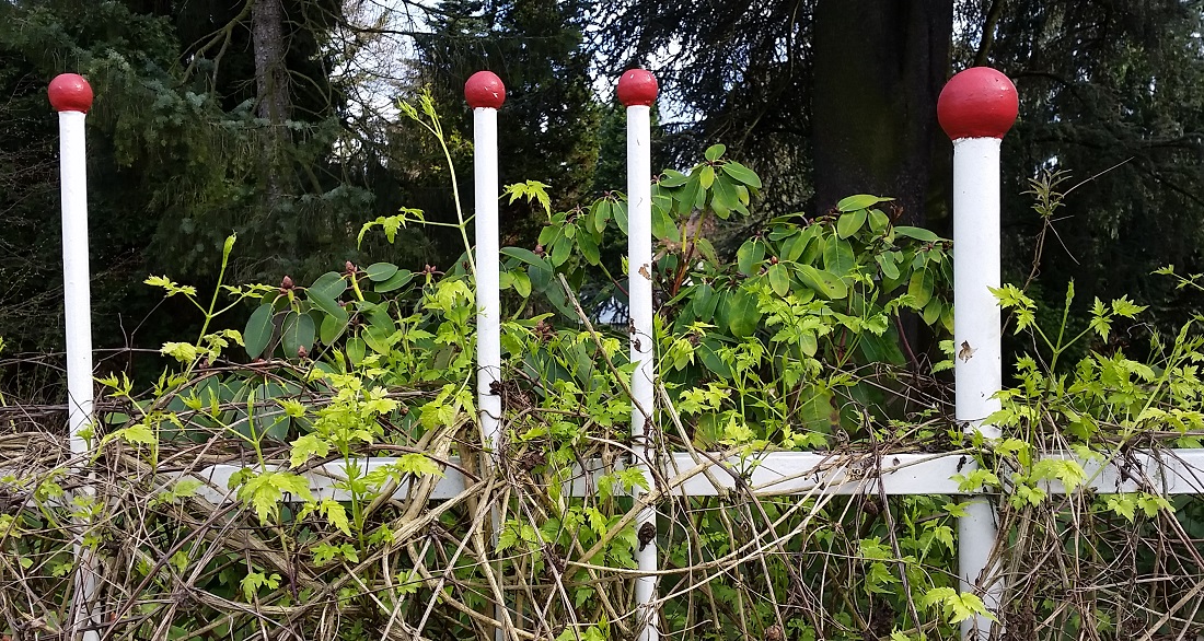 Gartenzaun als Lebensraum - die Clematis freut sich © GartenRadio.fm