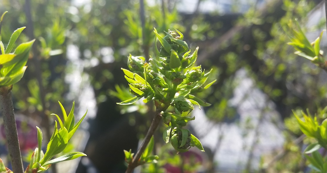 Zwergflieder bleibt schon von Natur aus klein © GartenRadio.fm