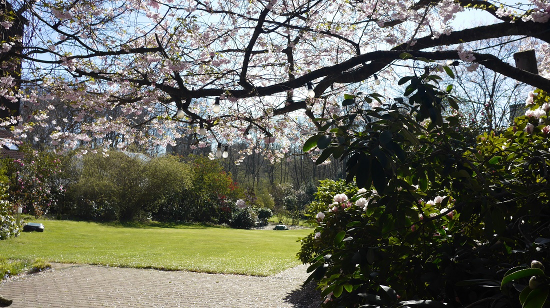 Von weitem ist die Pracht der üppigen Kamlienbüsche kaum zu erkennen © GartenRadio.fm