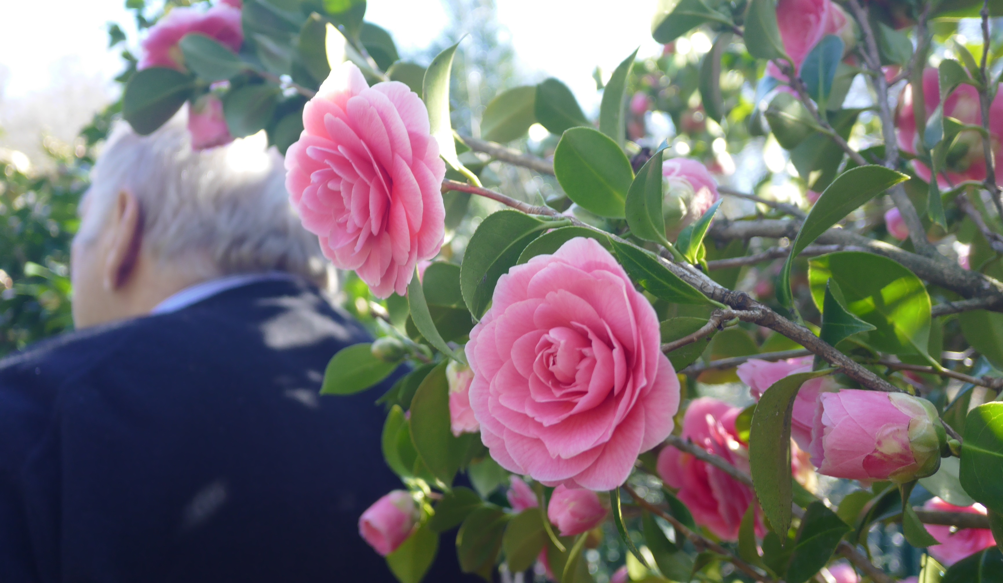 Eingetaucht in Kamelienhecken © GartenRadio.fm