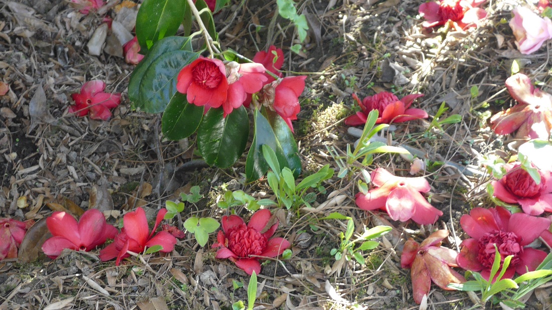 Manche Kamelien werfen komplette Blüten ab © GartenRadio.fm