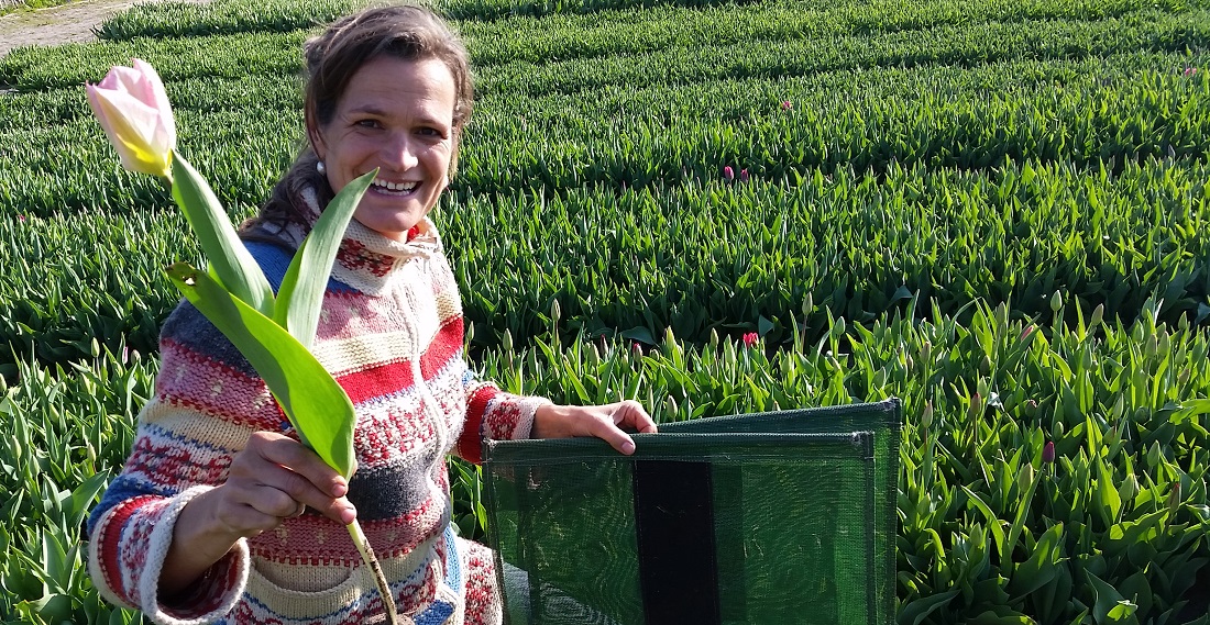 Bio-Anbauerin Annemieke de Haan zeigt, wie man Tulpen pflückt © GartenRadio.fm