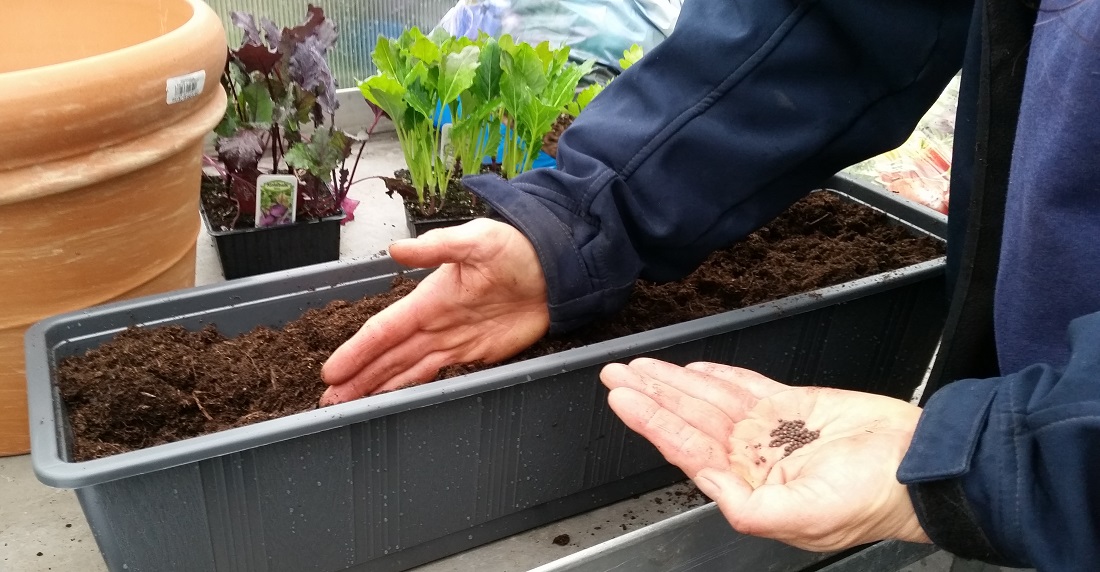 Für die Samen eine 1 cm tiefe Rille in die Erde drücken © GartenRadio.fm