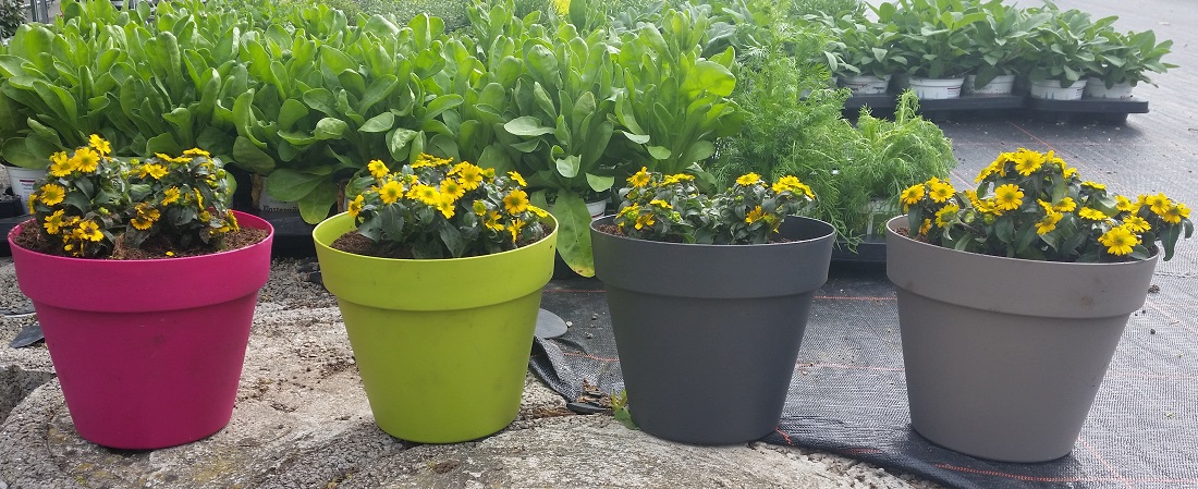 Anfang Juni - noch sind alle klein. Von Links nach Rechts: Husarenknöpfchen in Balkonerde, Blumenerde, Bioerde und Pflanzerde © GartenRadio.fm 