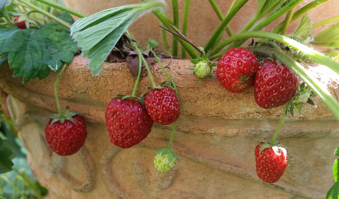 Balkonerdbeeren werden immer beliebter © GartenRadio.fm