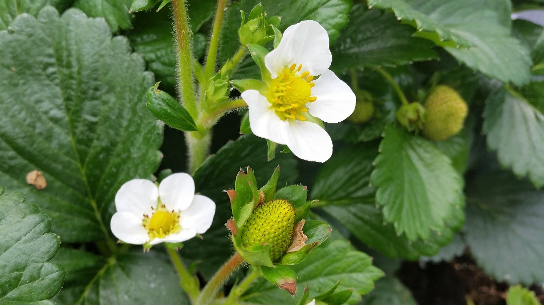 Wegen der Gleichzeitigkeit von Frucht und Blüte galt die Erdbeere im Mittelalter als Symbol für Maria und jungfräuliche Empfängnis © GartenRadio.fm