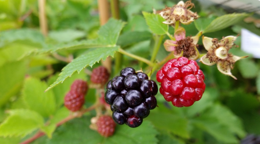 Brombeeren breiten sich gerne aus © GartenRadio.fm