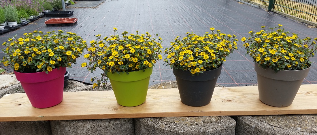 Vier Wochen später´: von links nach rechts: Husarenknöpfchen in Balkonerde, Blumenerde, Bioerde und Pflanzerde  © GartenRadio.fm