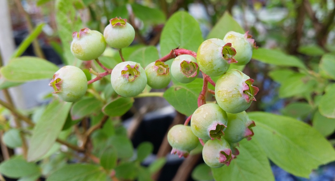 Heidelbeeren mögen sauren Boden © GartenRadio.fm