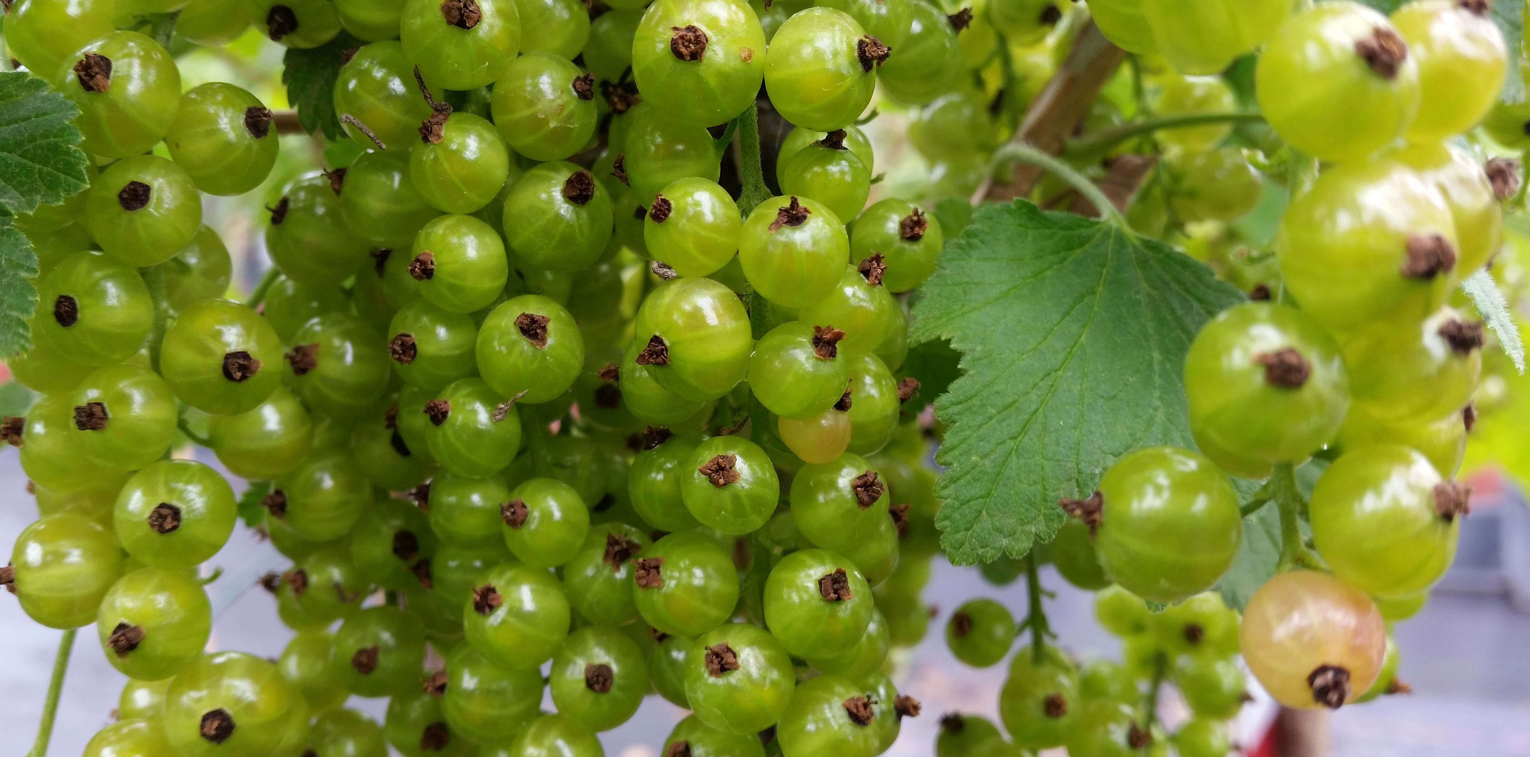 Johannisbeeren sind gut für Einsteiger © GartenRadio.fm