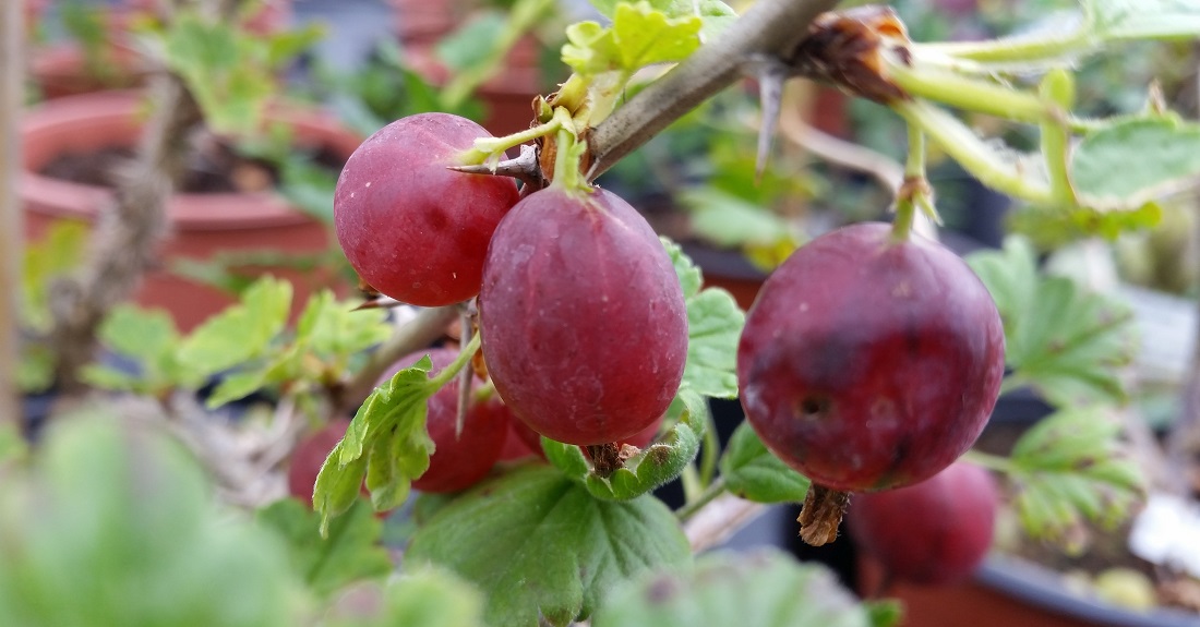 Rokula ist eine der roten Stachelbeersorten © GartenRadio.fm