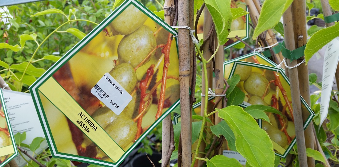 Die Bergkiwi ist im Herbst erntereif © GartenRadio.fm