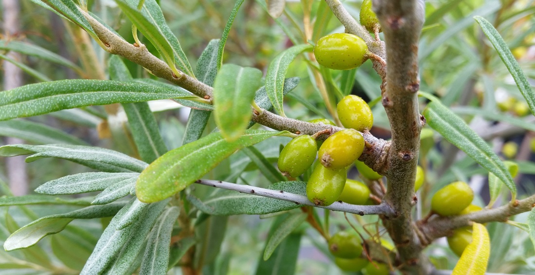 Auch Sanddorn eignet sich für den Hausgarten © GartenRadio.fm