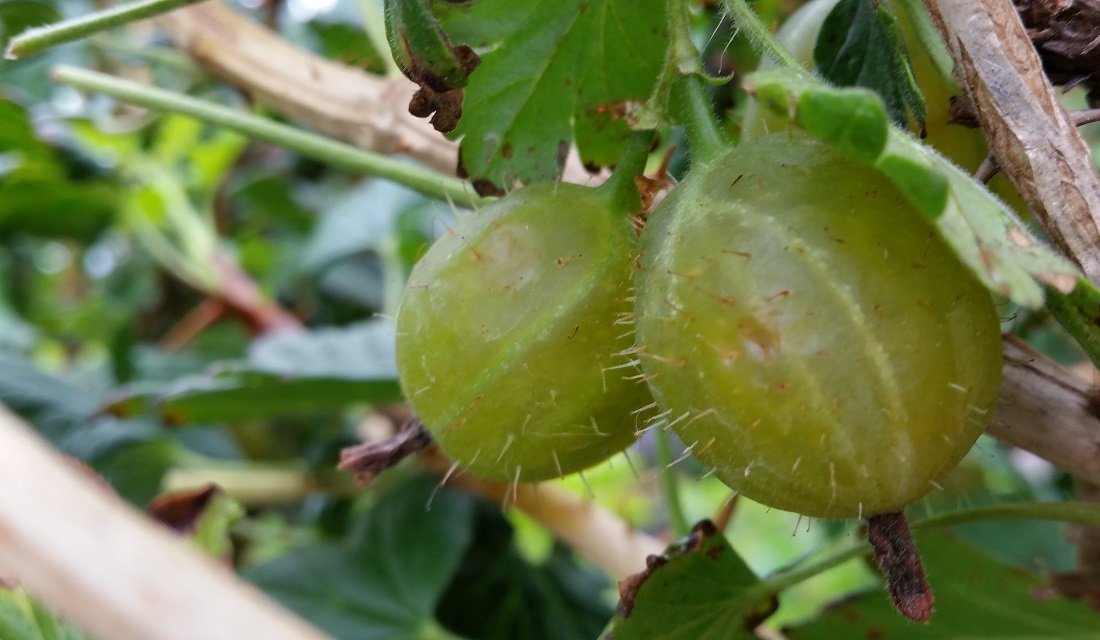 Stachelbeeren sind heute resistenter gegen Mehltau © GartenRadio.fm