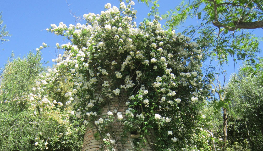 Ramblerrose am Taubenhaus © GartenRadio.fm