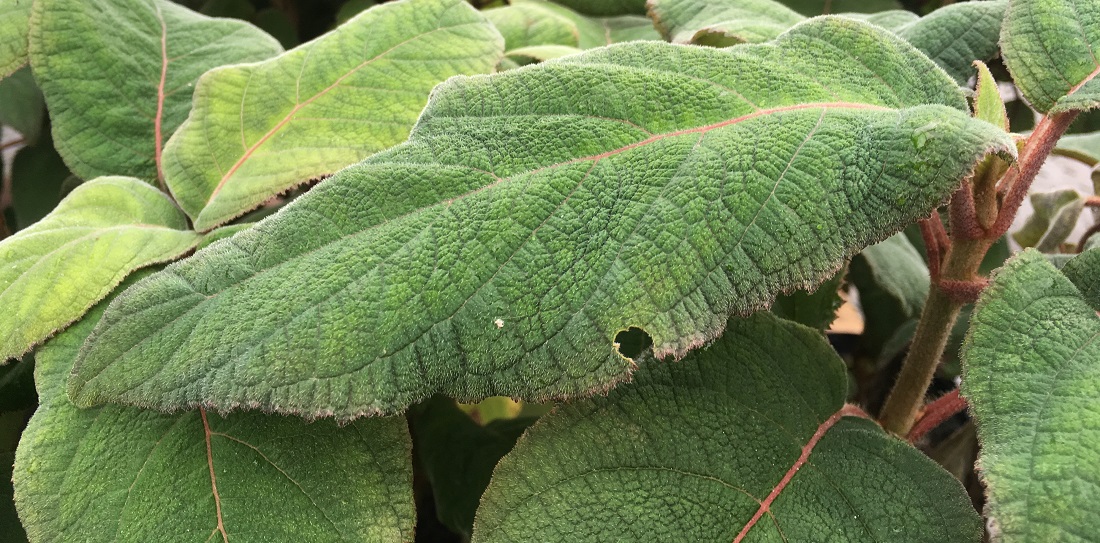 Samthortensien eignen sich für Blattliebhaber © GartenRadio.fm