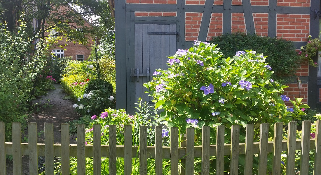 Hortensien am Gartenzaun verbreiten gastfreundliche Atmosphäre © GartenRadio.fm