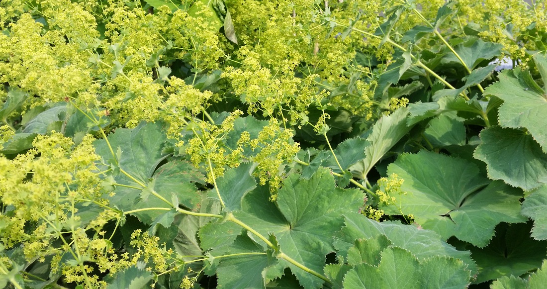 Frauenmantel zeigt durch Wassertröpfchen am Blatt an, dass Regen kurz bevorsteht © GartenRadio.fm